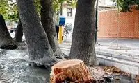 درآمد عجیب و نجومی شهرداری تهران از قطع درختان!