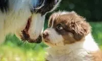 واکنش حیرت‌انگیز سگِ مادر به حرکت توله‌اش