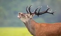 حمله گوزن شاخ‌دار به یک زن و مرد در منزلشان
