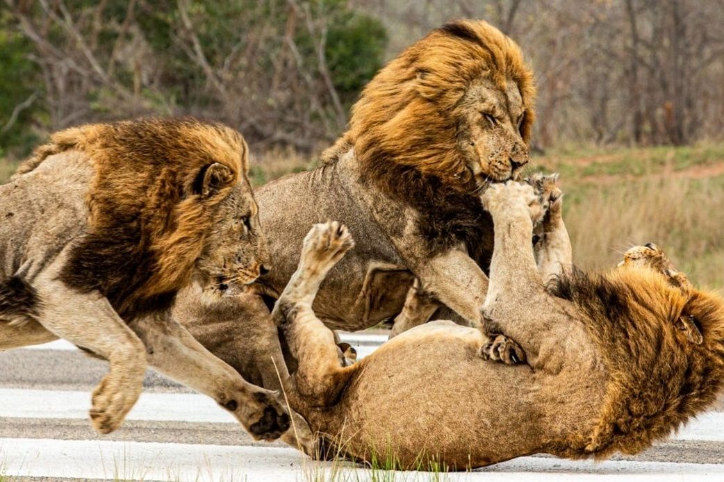 شیر خوابیده در جاده از حمله دو شیر نر غافلگیر شد