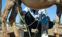 قیمت‌های عجیب شیر الاغ و شتر