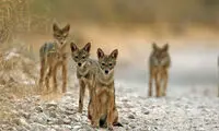 عکسی زیبا از شغال طلایی در مازندران