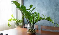 ۲۰ گیاه آپارتمانی که نیاز به نور زیادی ندارند