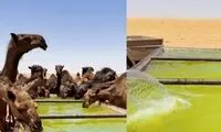 شتر‌هایی که آب پرتقال می‌خورند!