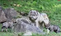 محبت دیدنی گرگ خاکستری به فرزندش