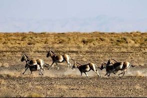احیای گورخر ایرانی در پارک ملی کویر