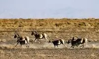 احیای گورخر ایرانی در پارک ملی کویر