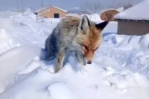 خشک شدن ایستاده یک روباه بر اثر سرما