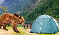 لحظه هولناک حمله خرس‌ها به چادر کوهنوردان
