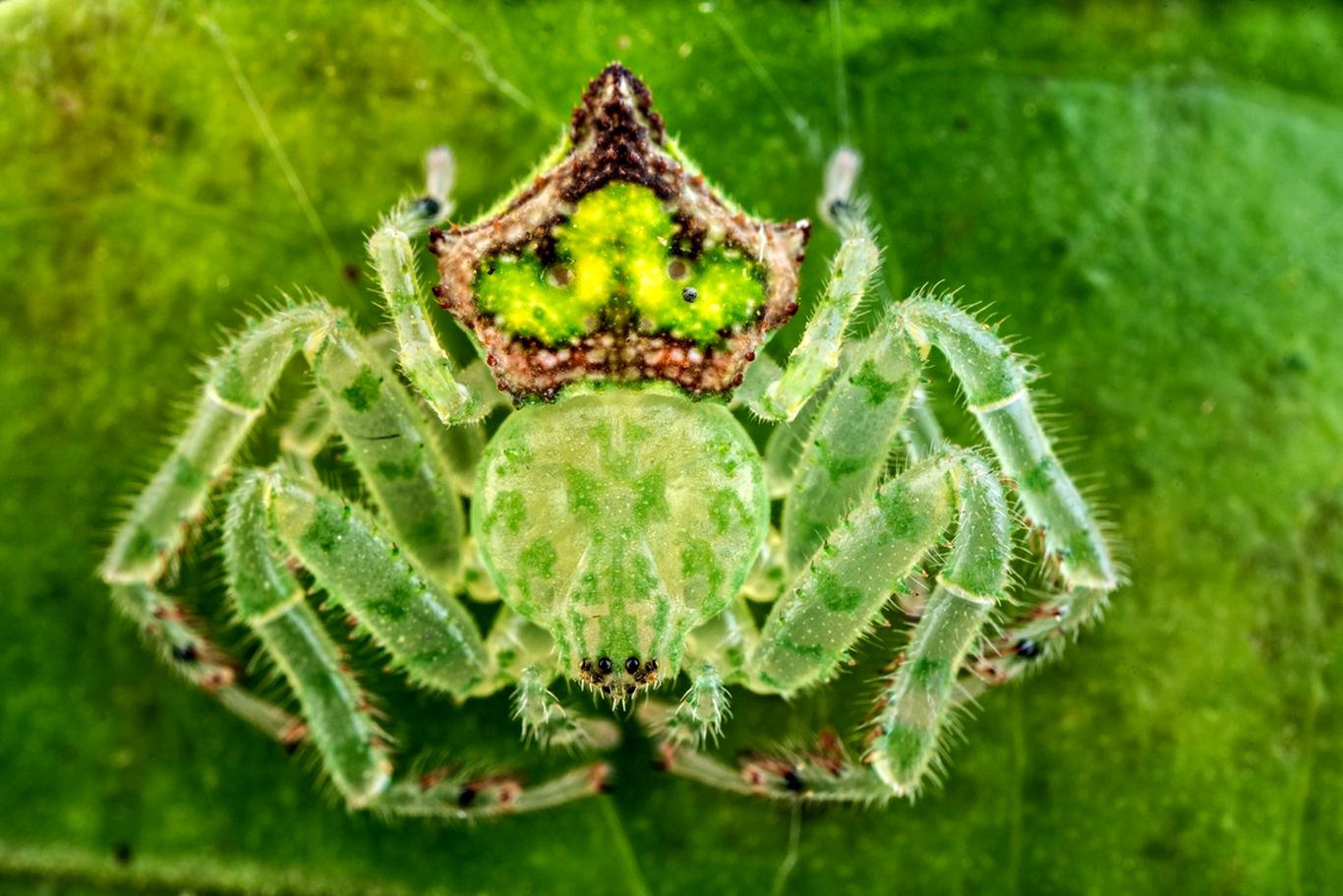 تصاویری از دنیای عجیب عنکبوت‌ها!
