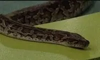 یک مار وسط برنامه صداوسیما، مهمان زن را نیش زد!