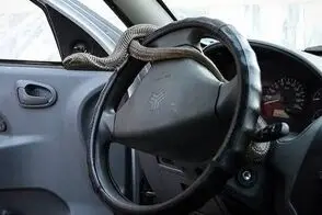 کمین کردن مار در کاپوت ماشین یک شهروند