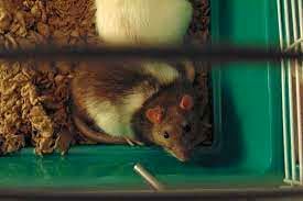 گیرافتادن موش‌های غول پیکر در تله موش