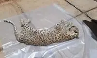 تصویری تلخ از پیدا شدن لاشه یک قلاده پلنگ در نوشهر