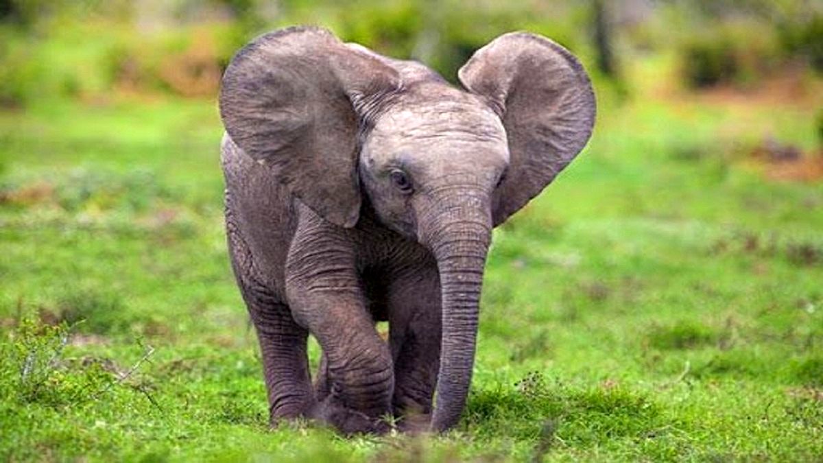 لحظاتی ناب از یک بچه فیل صورتی در حیات وحشی!