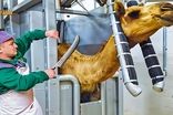 ویدئویی از کارخانه فرآوری شیر و گوشت شتر در امارات