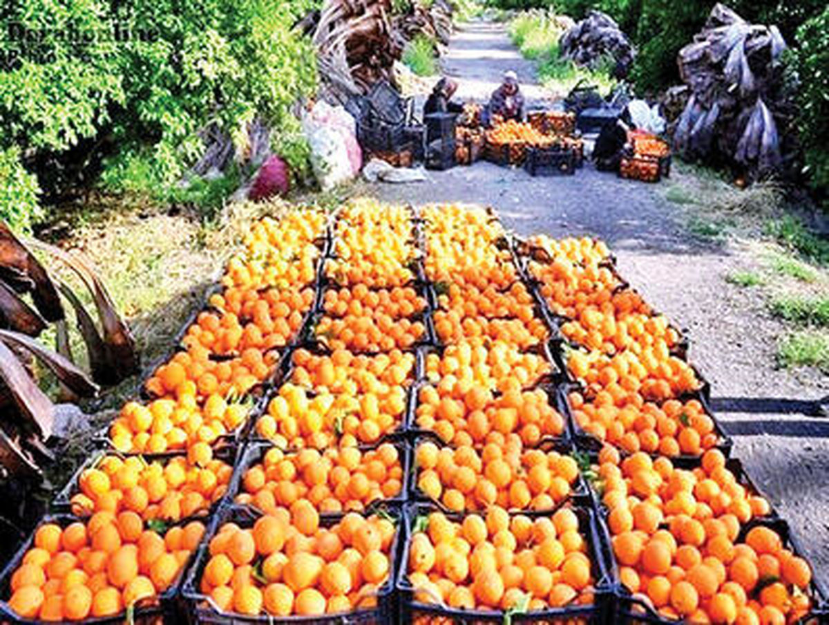 روسیه پرتقال‌های سمی ایران را رد کرد!