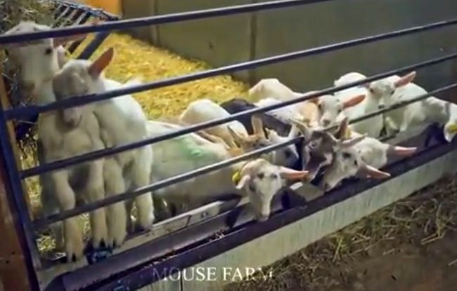 ویدئویی از مدرن‌ترین کارخانه شیردوشی بز