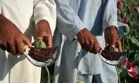هشدار افزودن خون و قیر به تریاک!
