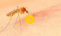تلاش عجیب و ناکام یک پشه برای نیش زدن