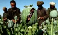 تصاویر عجیب از کاشت تریاک در مرز ایران!