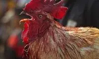 حمله خونین خروس جنگی به صاحب خود