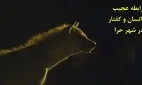 رابطه عجیب انسان و کفتار در شهر حرا