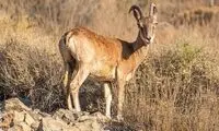 تصویری از زنده‌گیری یک راس بره میش وحشی در پردیس