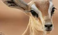  سرشاخ شدن آهوهای ایرانی در پارک ملی گلستان