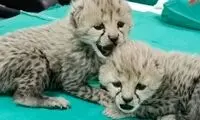 اولین تصاویر از 2توله یوز پلنگ جنجالی این روزها