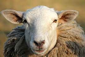این گوسفند در لایو اینستاگرام 30 هزار فالوور جذب کرد
