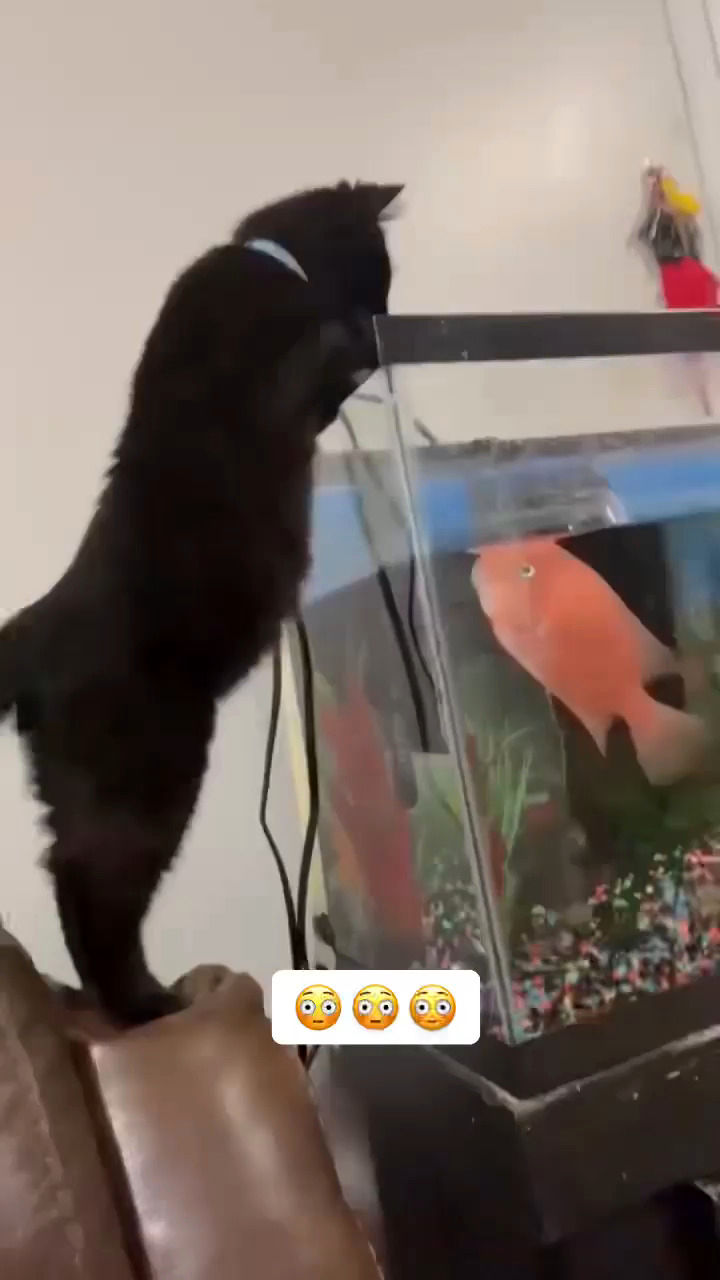 قلدری ماهی آکواریومی برای یک گربه!