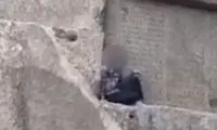 رفتار بی‌ملاحظه یک مسافر در بیستون کرمانشاه