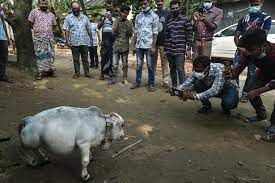 ویدئویی از کوچک‌ترین گاو جهان در بنگلادش