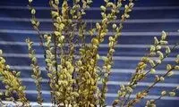 این گیاه دارویی مانند آرامبخش عمل می‌کند