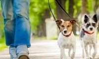 ترند جدید اخبار؛ توقیف برای سگ‌گردانی