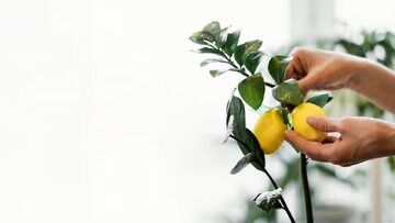 ۴ میوه‌ای که می‌توان در خانه کاشت