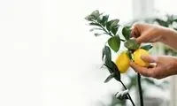 ۴ میوه‌ای که می‌توان در خانه کاشت