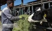 پیش‌بینی دقیق این دامدار درباره دولت رئیسی!