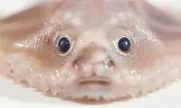 صورت این ماهی شبیه به انسان‌ها است!