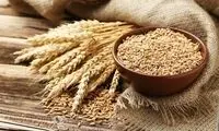 نرخ خرید تضمینی گندم تصویب و ابلاغ شد