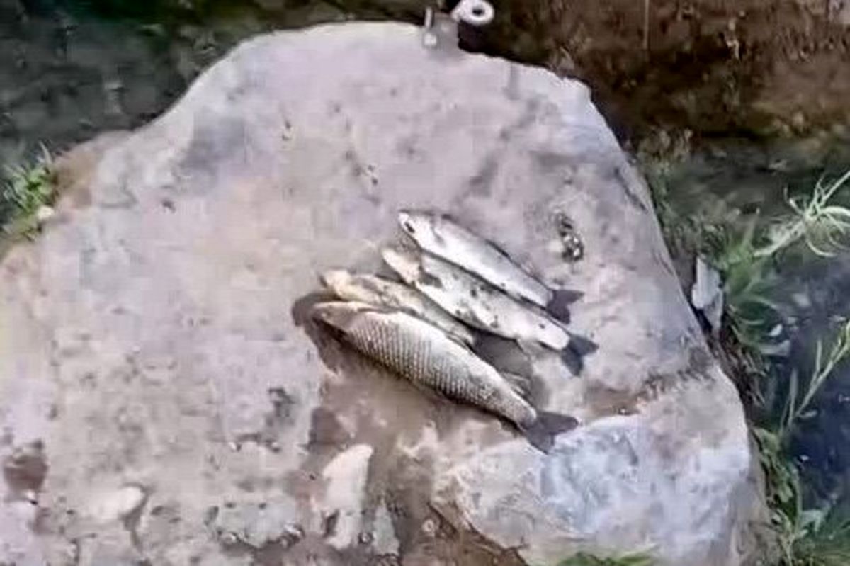 مرگ مرموز ماهی‌ها در این نقطه از کشور