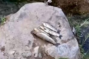 مرگ مرموز ماهی‌ها در این نقطه از کشور 