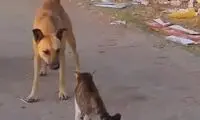 لحظه حمله عجیب گربه وحشی به سگ بی‌دفاع‎