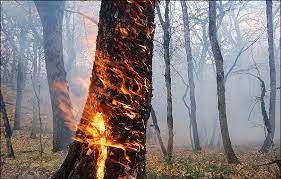 تصاویر عجیب از آتش‌سوزی درون تنه یک درخت