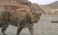خطر جدی انقراض در کمین ‌گونه نادر ‌پلنگ ایرانی