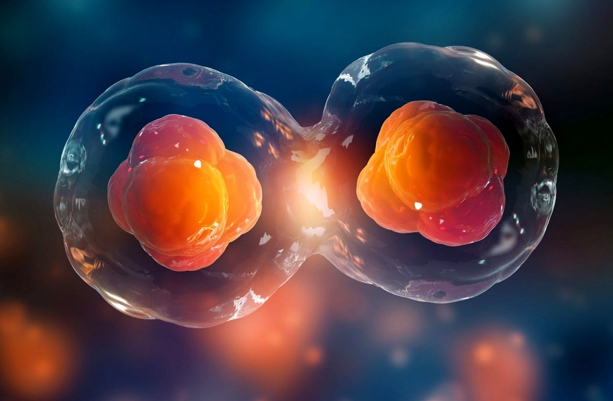 کشف یک «سلول درمانگر» در بدن انسان!
