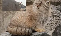 مشاهده گربه پالاس در منطقه حفاظت شده مهریز