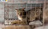 رهاسازی یک قلاده گربه جنگلی در اهر