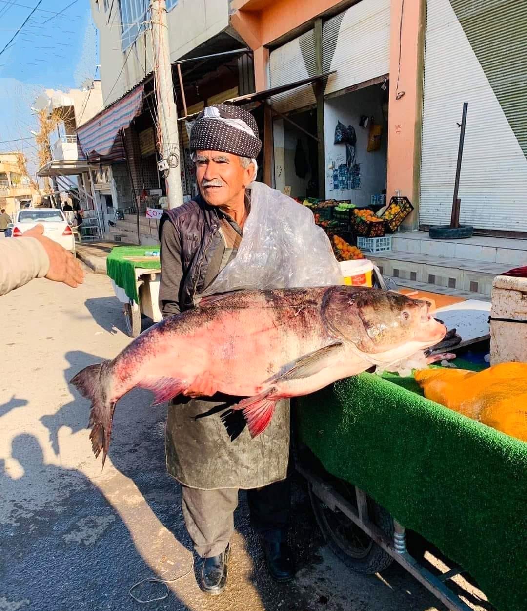 صید ماهی ۴۲کیلویی در رودخانه سیروان!